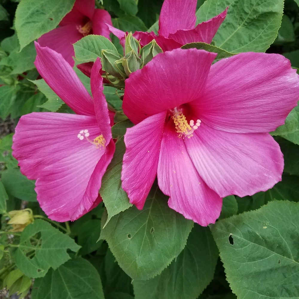 Meet your Posher, Kari